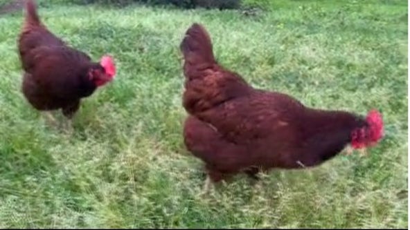 Costs of raising your own farm fresh eggs, laying out the numbers