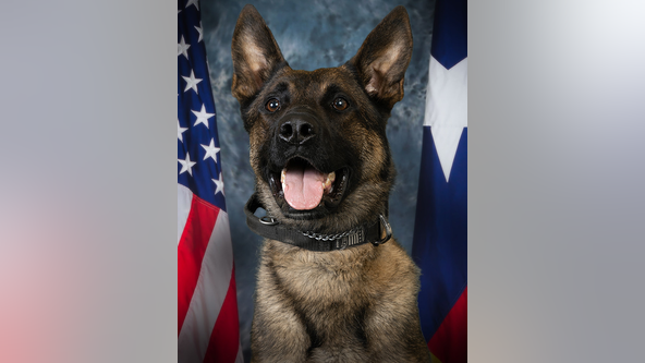 Local artist known for painting Texas' fallen warriors honoring K-9 officer 'Lenin'