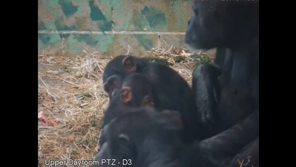 Watch: Chimp 'infatuated' with newborn at zoo builds nest for 'pretend baby'