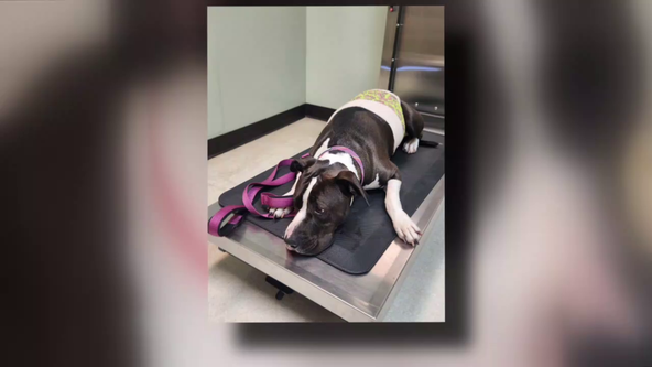 Pop-Up spay surgery nightmare: Dog nearly dies, owner warns others