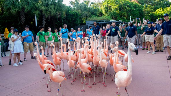 Houston Zoo flamingos take a walk! New exhibit opens August 30
