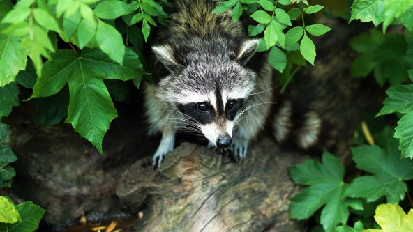 Possibly rabid raccoon attacks students, nearby resident at Princeton University: officials