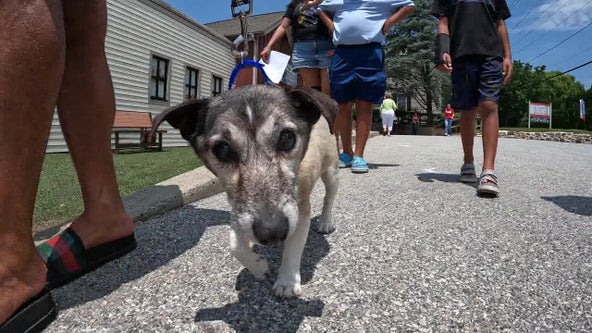 'He was the one': Hundreds of dogs, cats find homes after Brandywine Valley SPCA mega adoption event