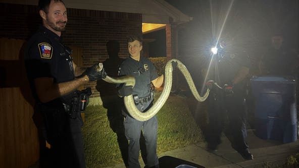 Escaped python found hiding under parked car in Texas neighborhood