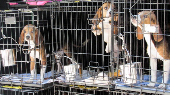Local animal shelter receives nearly two dozen beagles rescued from mass breeding facility