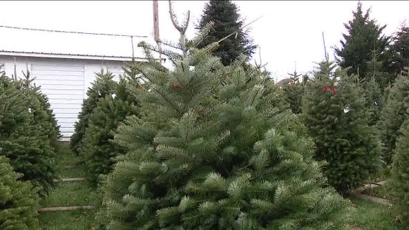 Christmas tree shortage means consumers will pay more to celebrate the holiday