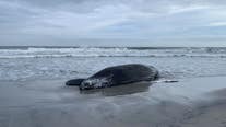 New Jersey senators among 4 states asking NOAA to address whale deaths