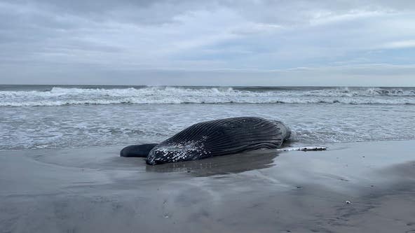 New Jersey senators among 4 states asking NOAA to address whale deaths