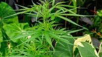 Delaware House approves legalizing recreational marijuana