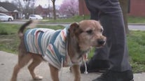 Delco support dog missing over a year found by police and returned home to grateful family