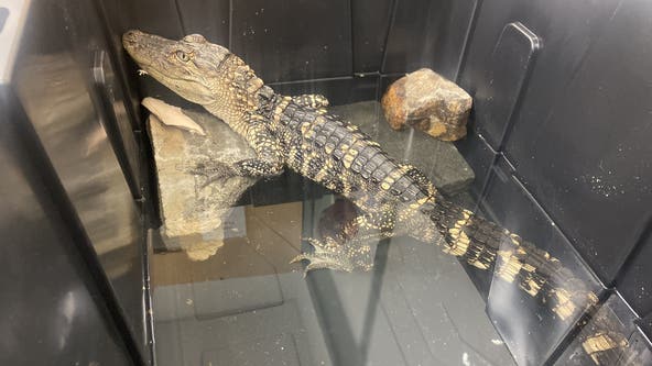 Wildlife officials: Caiman found abandoned in FDR Park euthanized
