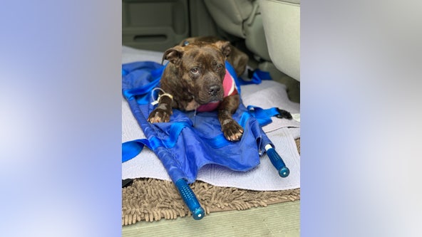 Dog 'left in the streets to die' after getting shot in Philadelphia neighborhood, PSPCA says