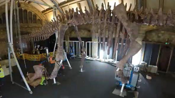 ‘Most gigantic’ dinosaur ever discovered goes on display in London
