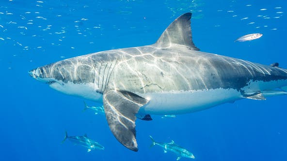 Great white shark pings near Ocean City coast during busy Memorial Day weekend