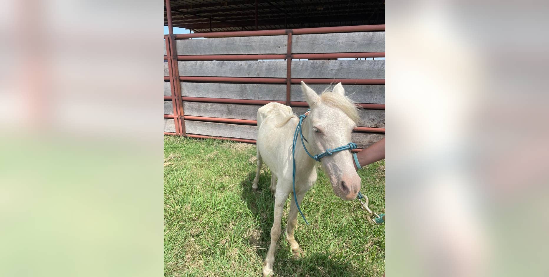 71 malnourished animals, some pregnant with 'high parasite load,' rescued in Oklahoma cruelty case
