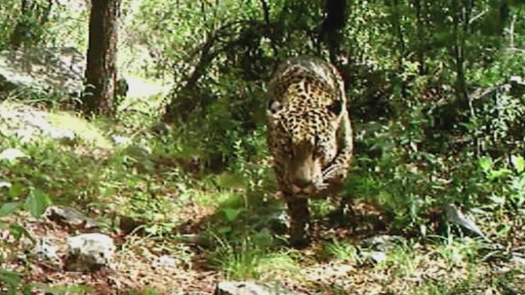 Jaguar sighting in southern Arizona reinvigorates conservationists
