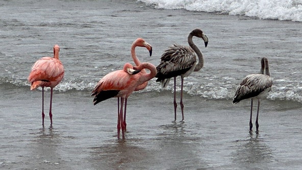 Port Washington flamingos, Lake Michigan hosts unusual sight