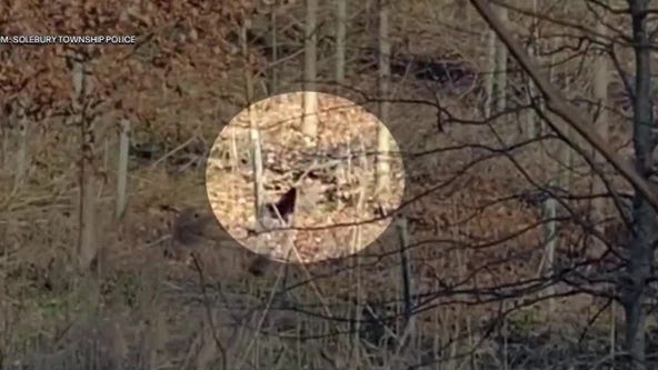 Bucks County park reopens after ‘large feline’ sighting caused it to temporarily shut down
