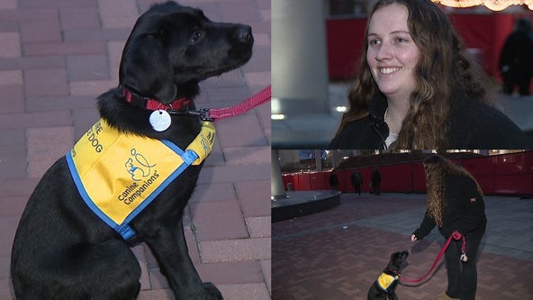 Meet future service dog Cyprus, training with Temple University grad student around campus