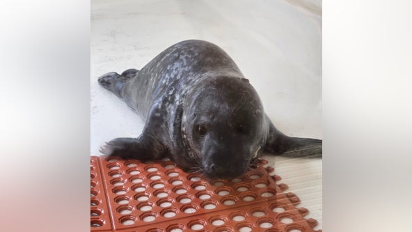 Baby seal dies after rescue from street in Ocean City nearly 2 weeks ago