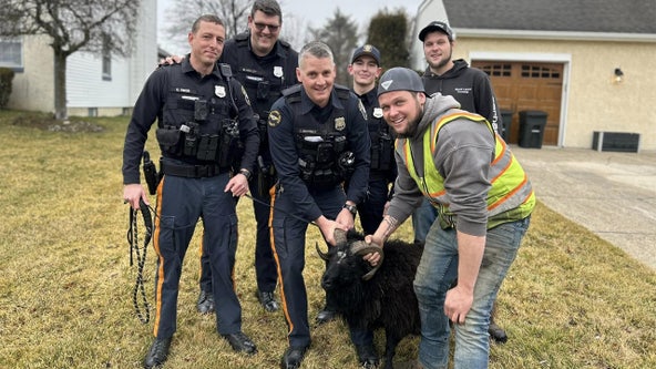 Ram captured after it was spotted running through New Jersey town