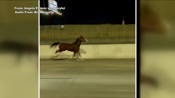 Horse on I-95: Riding club suspects vandalism may have caused shocking escape