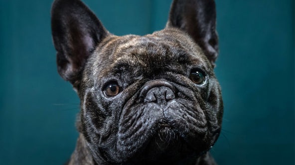 First-of-its-kind bill could limit bulldog, pug breeding