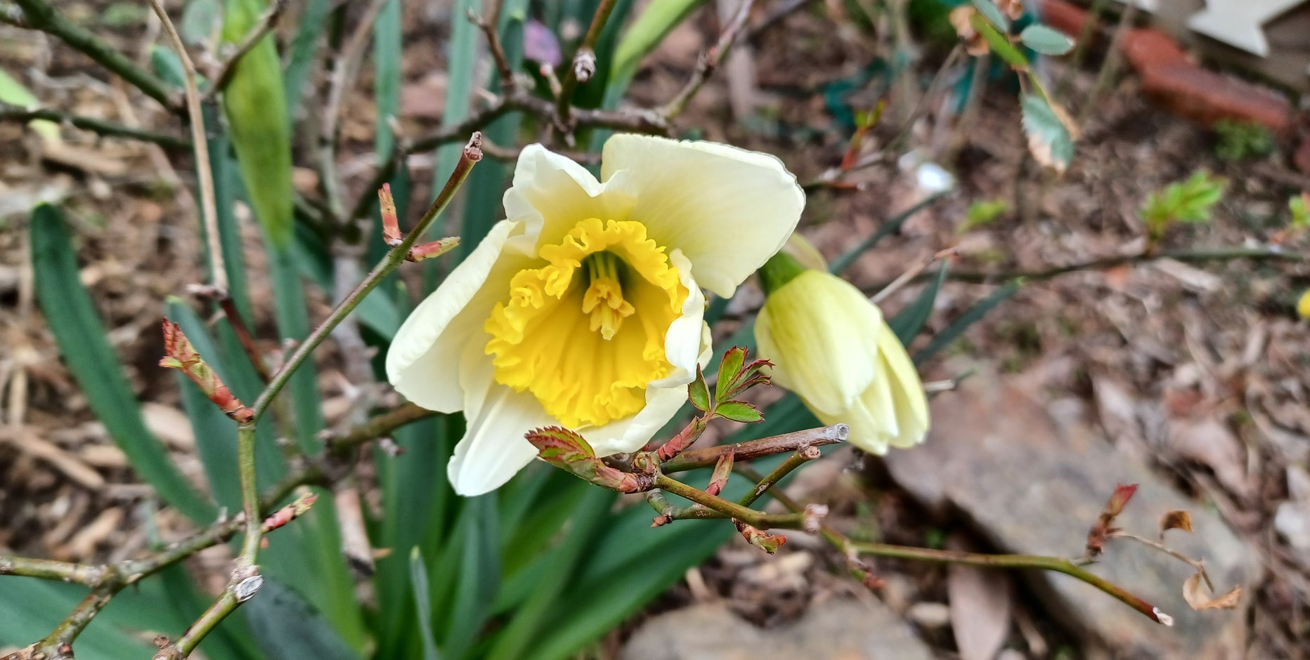 Sneezing a lot? Blame budding trees, blooming flowers, warm weather