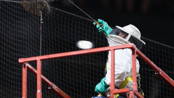 Bee-ware! Swarm of bees causes delay at Diamondbacks-Dodgers game