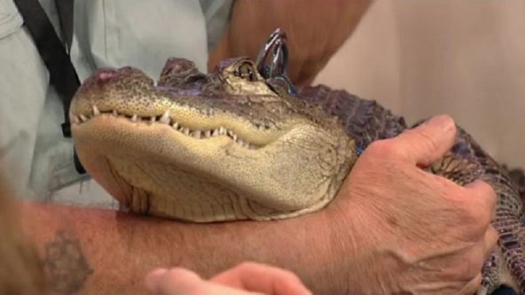 Wally the emotional support alligator stolen during trip to Georgia, released into swamp