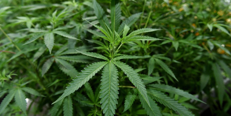 U.S. to reclassify marijuana as less dangerous drug in historic policy shift