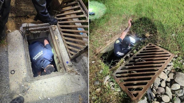 Baby ducks trapped in storm drains rescued by police in Delaware