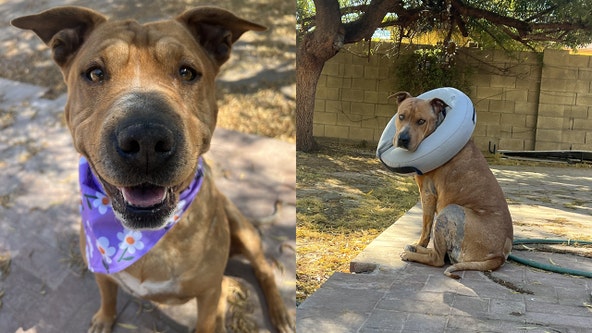 Arizona dog survives all odds after being found on the reservation, now she needs a home