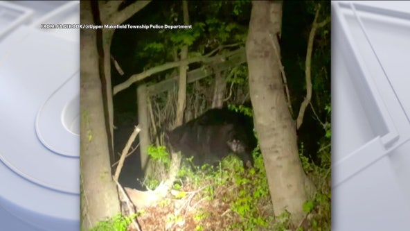 Black bear spotted roaming around Bucks County township