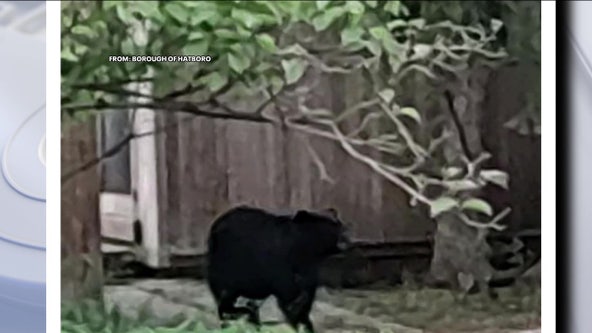 Bear weighing over 250 pounds captured in a tree in Montgomery County