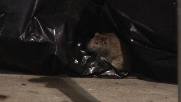 Rat infestation in South Philadelphia causes thousands of dollars in car damages