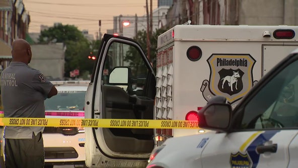 Philadelphia police shoot pitbull that attacked, killed smaller dog walking with owner