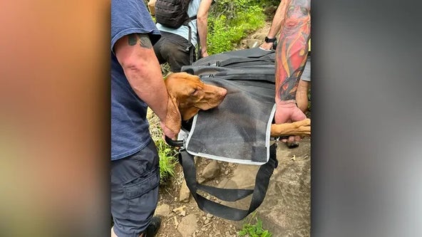 Venomous snake bites dog at Connecticut state park, prompting risky mountaintop rescue