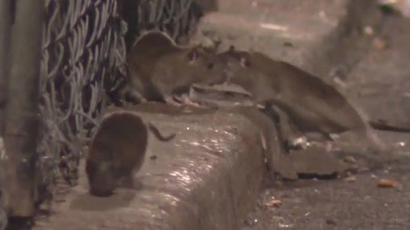 Getting rid of rats in South Philly: Residents hope for solutions as officials see the problem