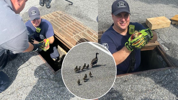 Lucky ducks! Nearly a dozen ducklings rescued from storm drain in South Jersey