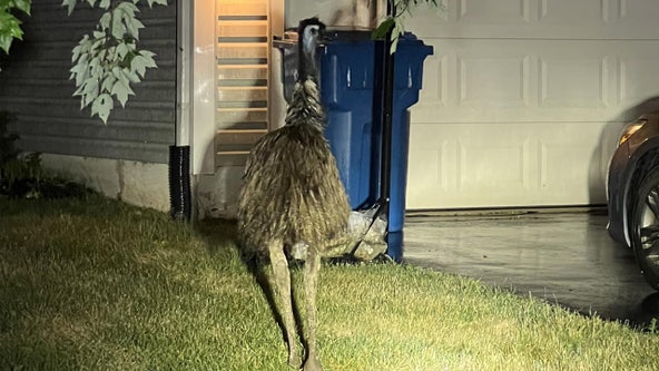 Emu spotted wandering Bucks County neighborhood as police look to reunite it with owner