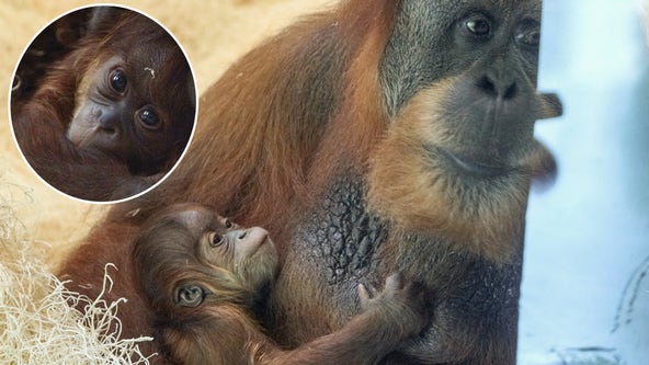 Critically endangered orangutan born at Philadelphia Zoo in huge milestone