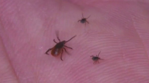 Tips to treat Lyme disease as uptick in Pennsylvania raises health concerns