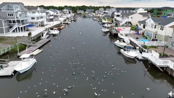 Here’s why thousands of dead fish are stinking up this New Jersey shore town