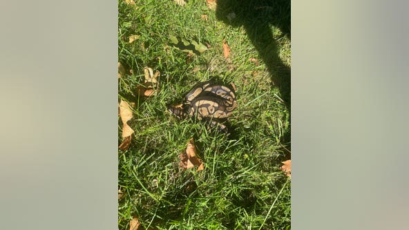 Are you missing a python? Large snake found in Delaware County; owner sought