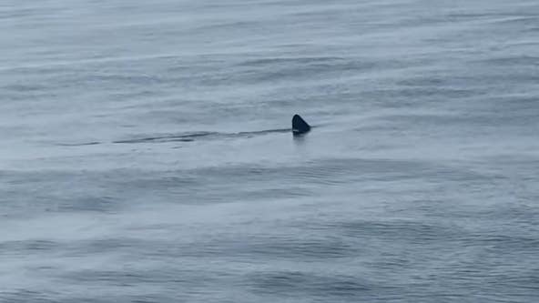 Rare sharks spotted twice at these Jersey Shore beaches