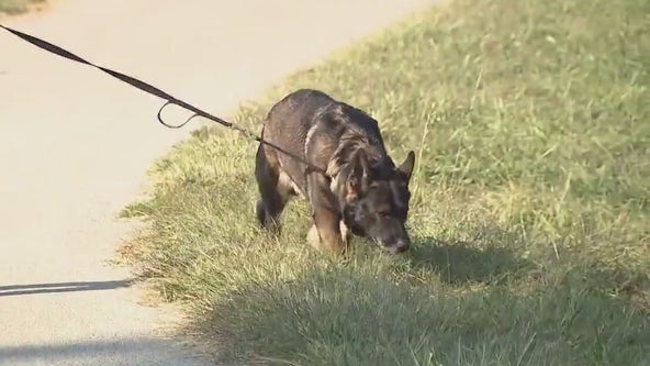 Teen provides senior, ailing dogs with special outings in local charity