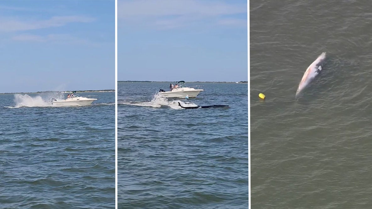 Necropsy to be performed on whale that died after collision with boat in Barnegat Bay