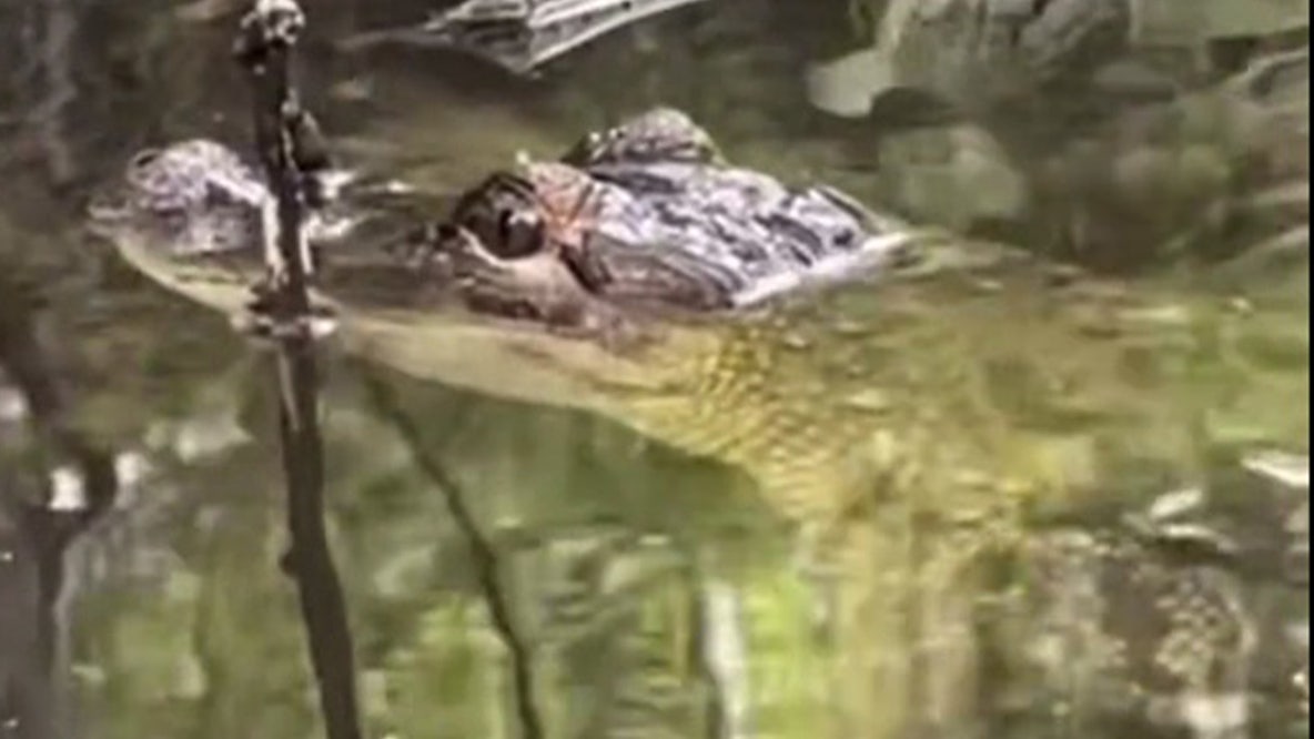 Wild alligator spotted in Bucks County: Residents flock to catch a glimpse