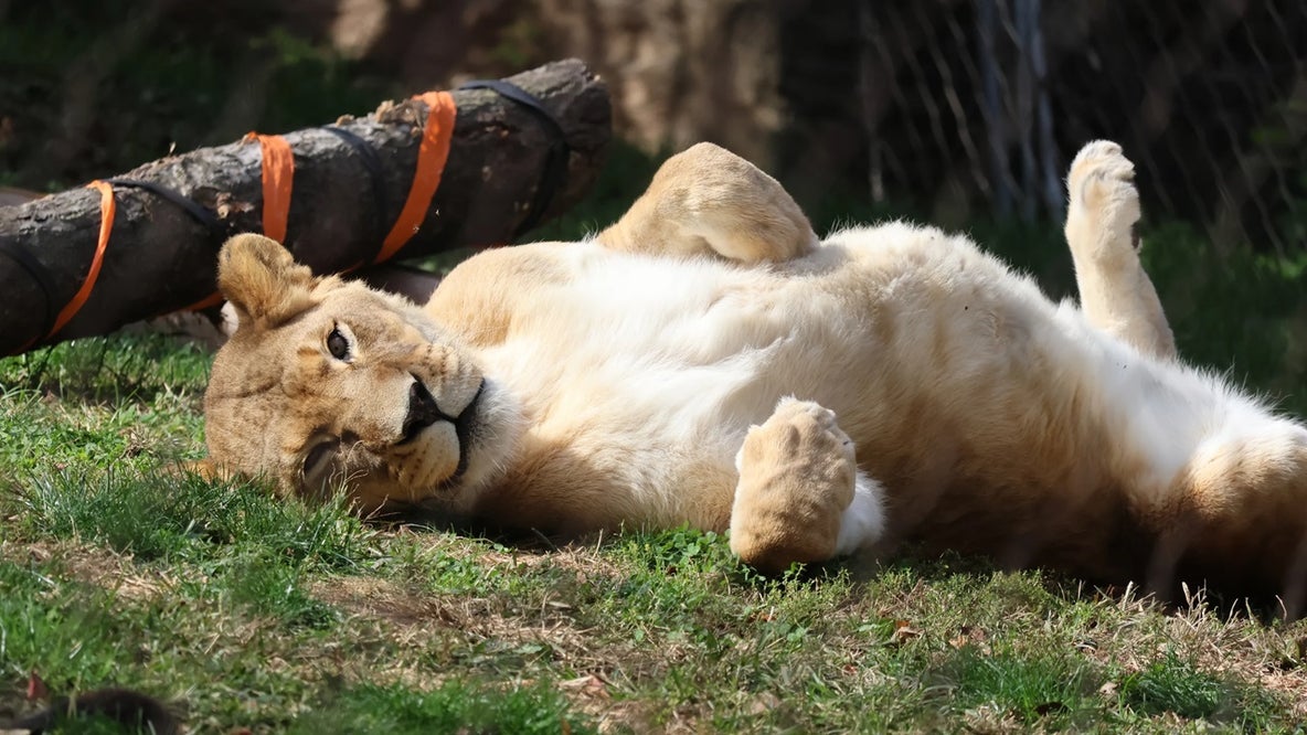 Philadelphia zoo mourns loss of beloved lioness Tajiri